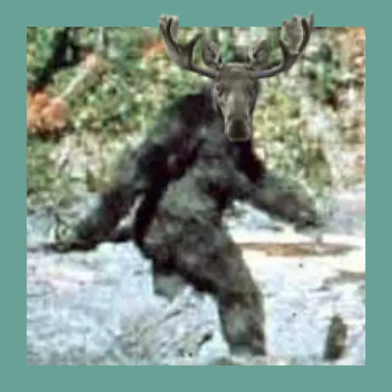 Blurry photo of bigfoot with a moose head cropped on looking at the camera.