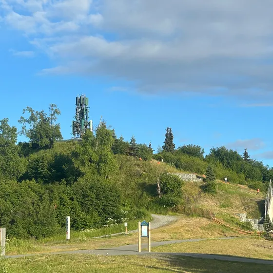 Hill with trees and grass and blue sky in the background.