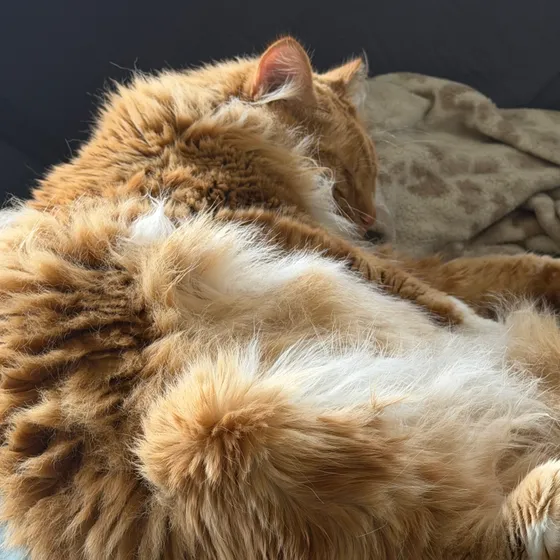 A tabby cat nestled up against a blanket on a couch.