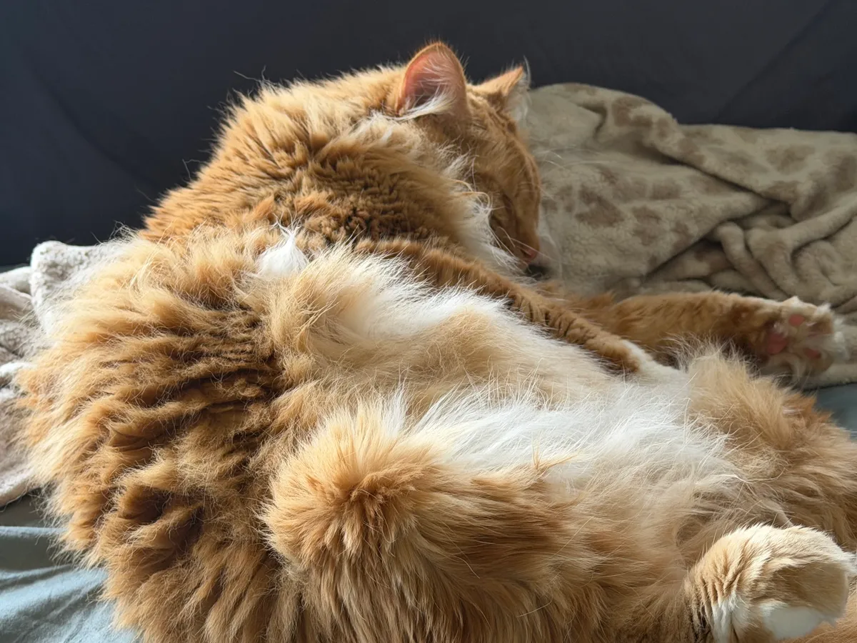 A tabby cat nestled up against a blanket on a couch.